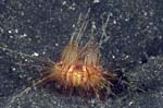 SeaUrchin
