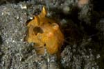 Shrimp3