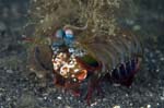 Shrimp4