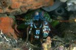 Shrimp5