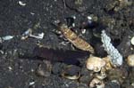 ShrimpGoby