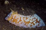 SidegillSlug