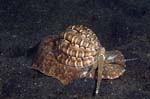 Snail1
