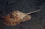 Snail2