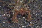 SpiderCrab3