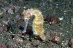 ThornySeahorse1
