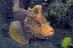 Velvetfish