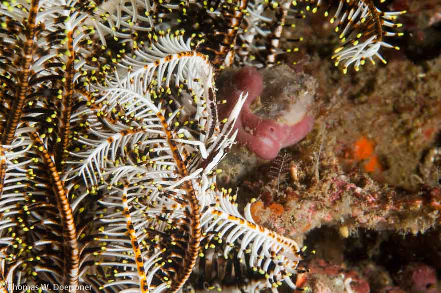 Crinoid Squat Lobster