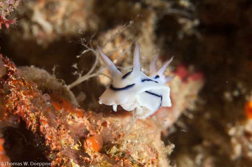 Nudibranch
