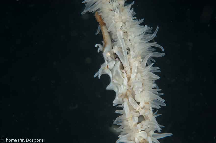 Wire Coral Crab