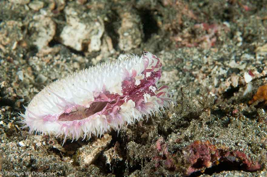 Oyster