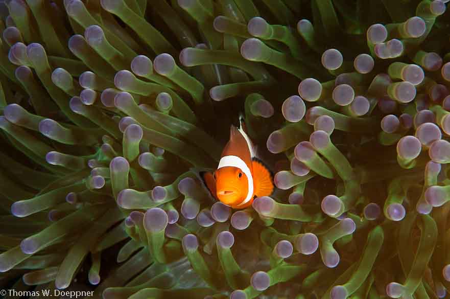 Anemonefish