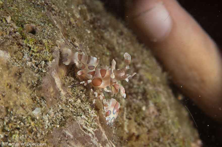 Harlequin Shrimp