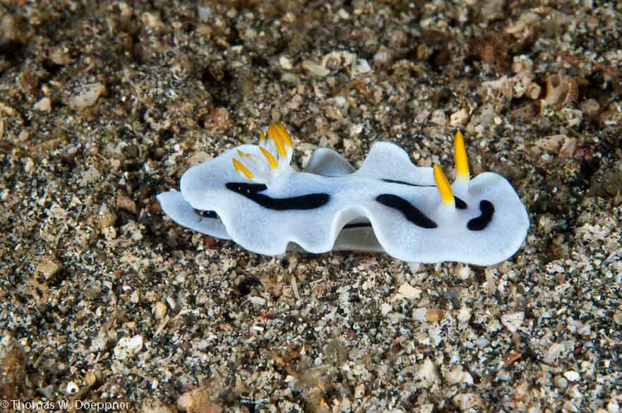 Nudibranch
