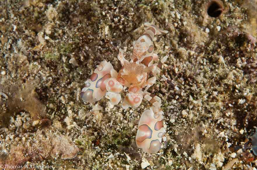 Harlequin Shrimp