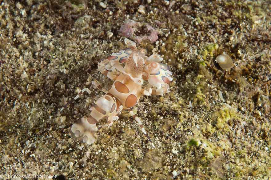 Harlequin Shrimp