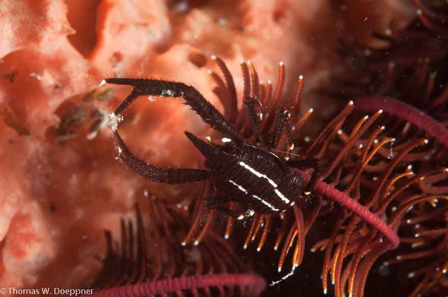 Crinoid Squat Lobster
