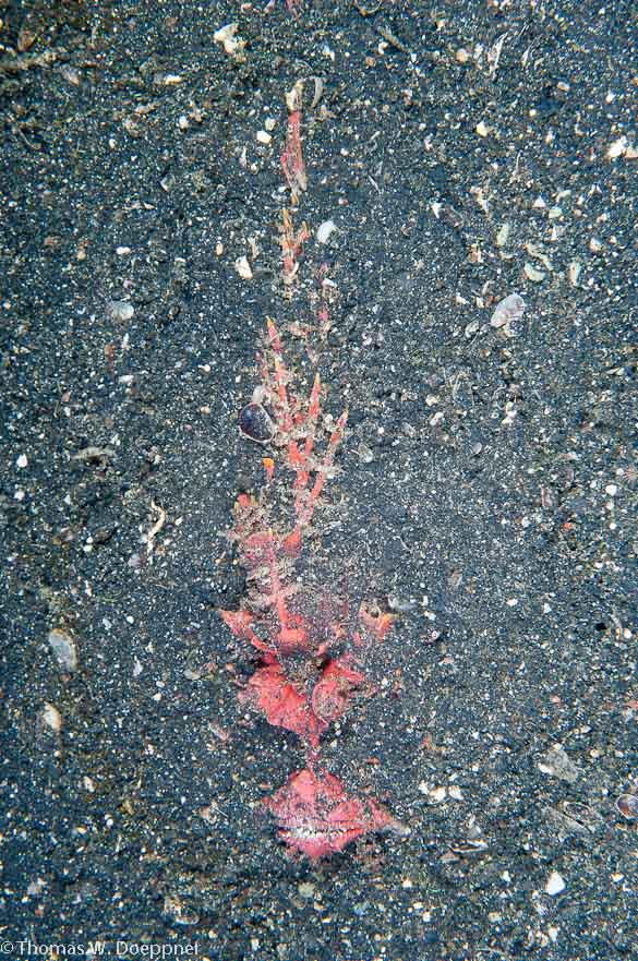 Spiny Devilfish