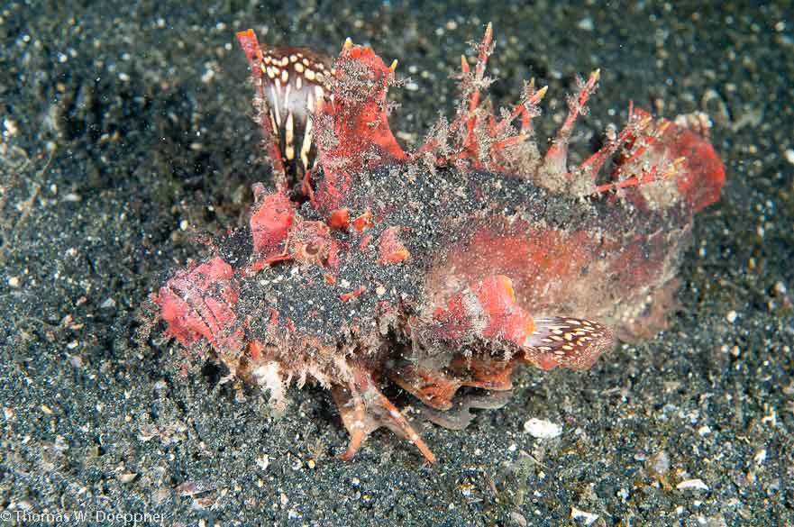 Spiny Devilfish