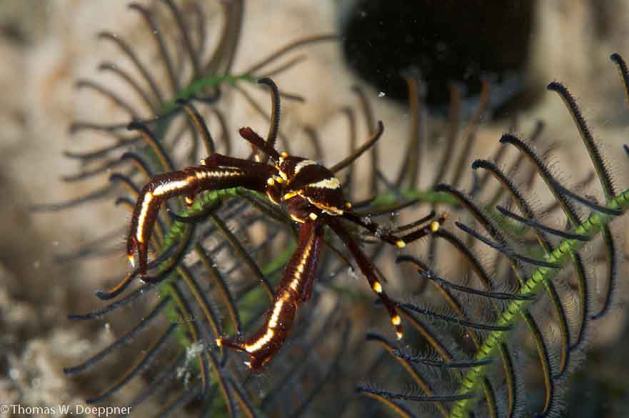 Inflated Crinoid Squat Lobster