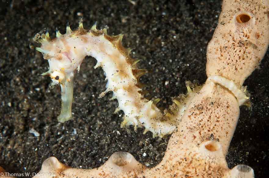 Thorny Seahorse