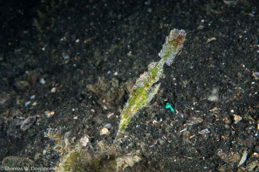 Roughsnout Ghost Pipefish
