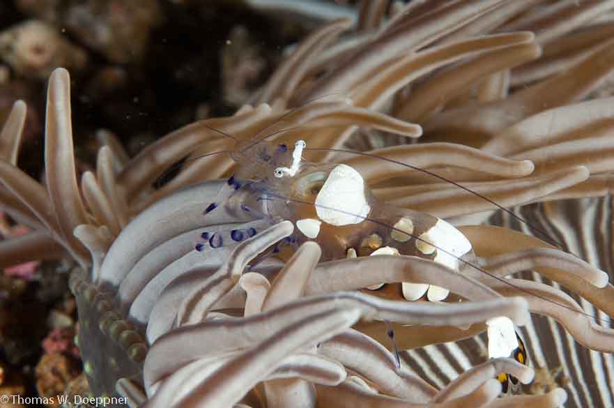 Peacock-Tail Anemone Shrimp