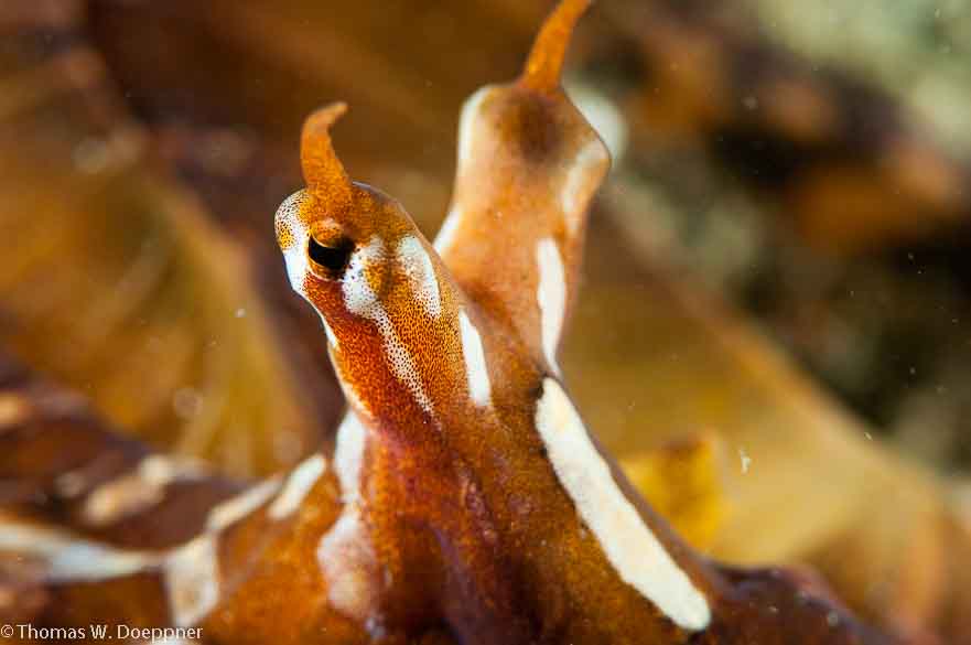 Wunderpus