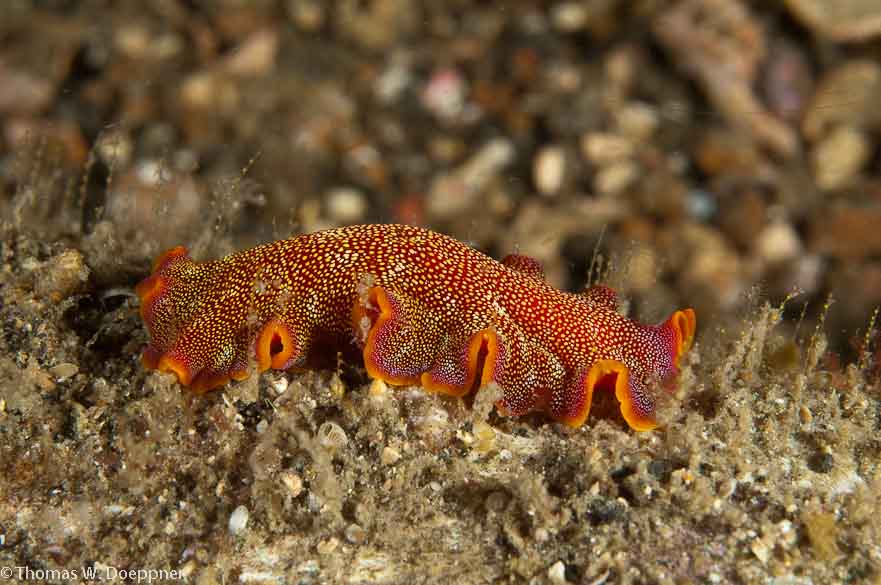 Flatworm