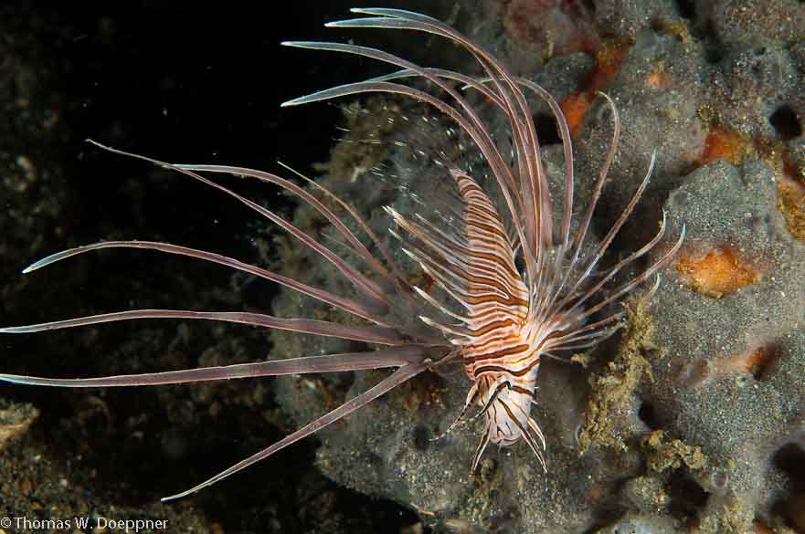 Kodipungi Lionfish