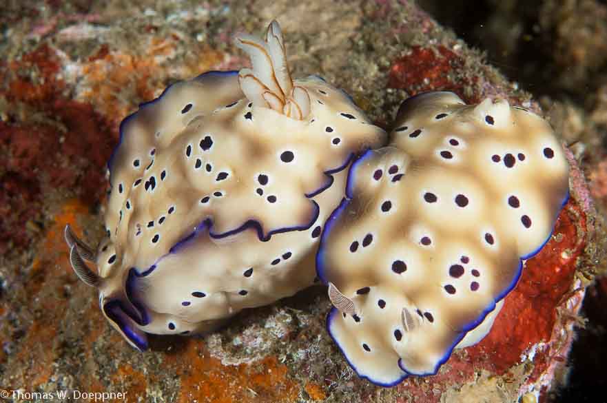 Nudibranch