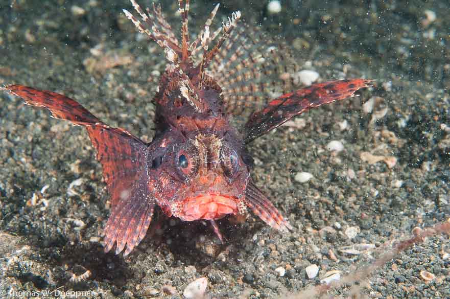 Shortfin Lionfish