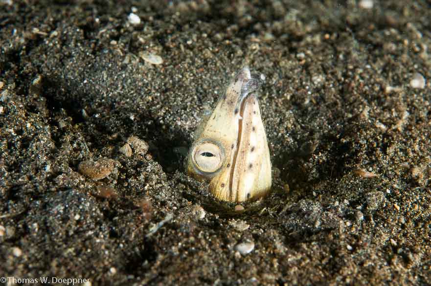 Blacksaddle Snake Eel
