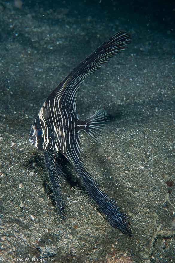 Batavian Spadefish