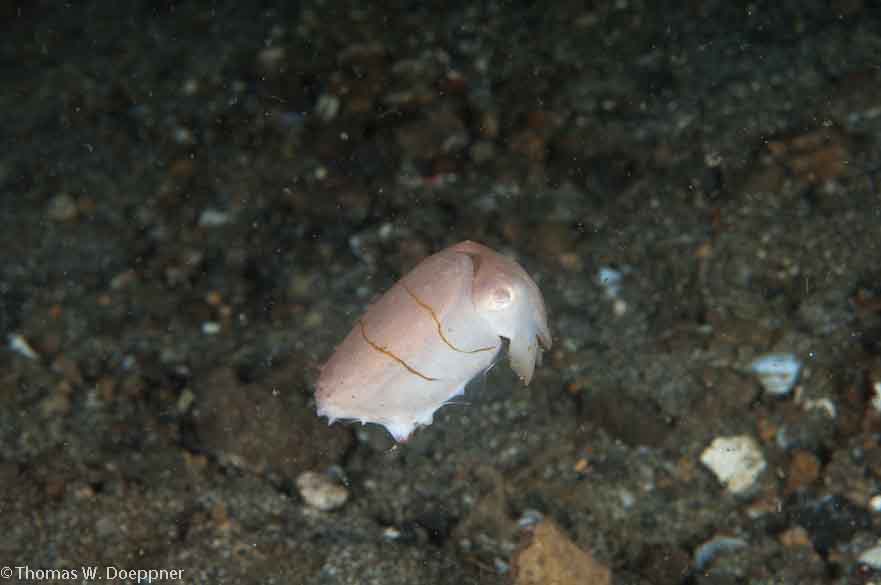 Dwarf Cuttlefish