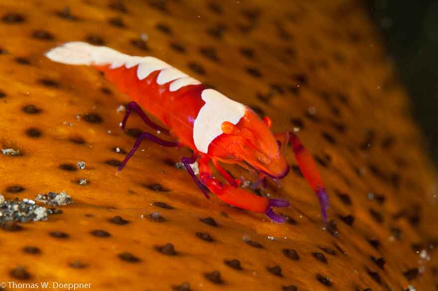 Emperor Shrimp