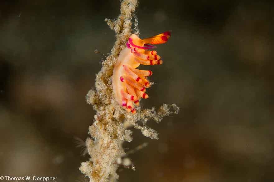 Nudibranch