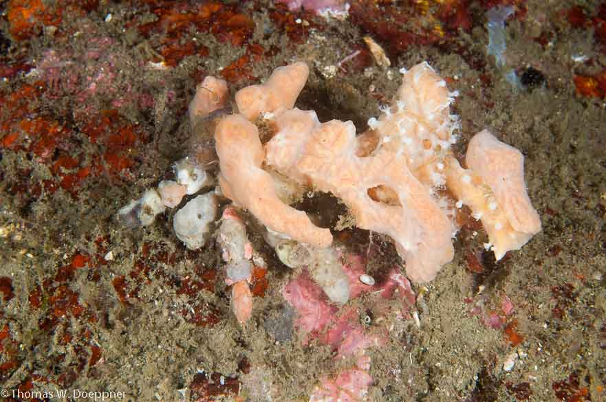 Sponge Crab