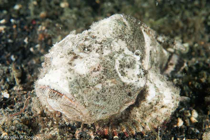 Devil Scorpionfish