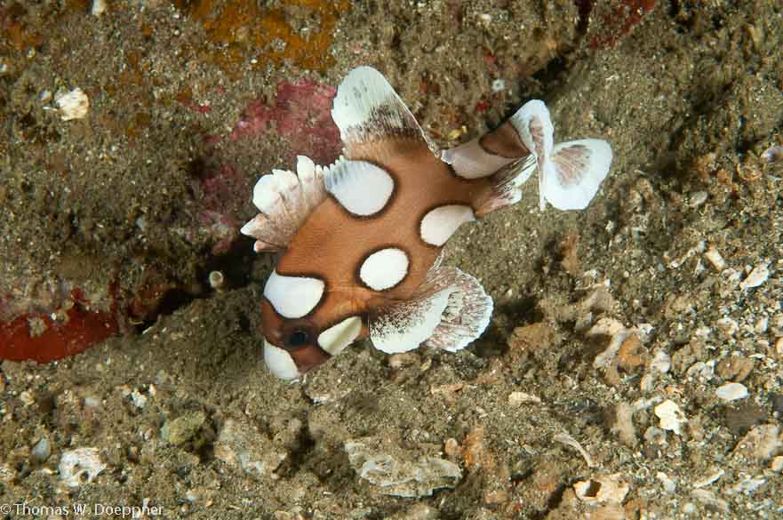 Many-Spotted Sweetlips