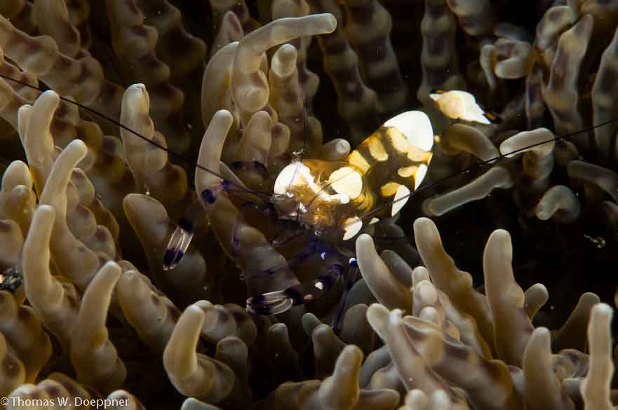 Peacock-Tail Anemone Shrimp
