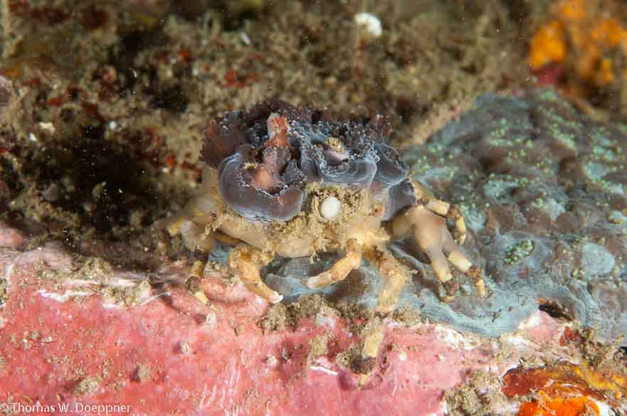 Jellyfish Carry Crab