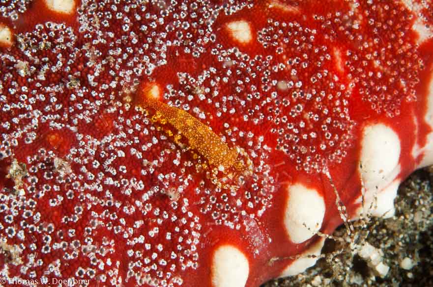 Rounded Sea Star Shrimp