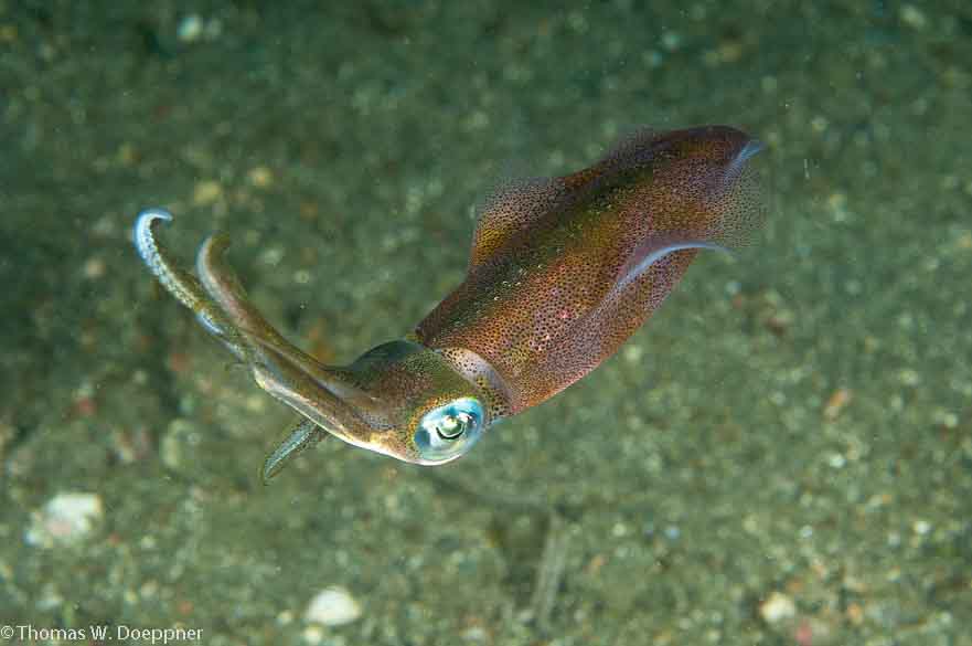 Bigfin Reef Squid
