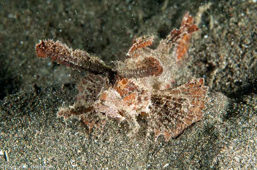 Ambon Scorpionfish
