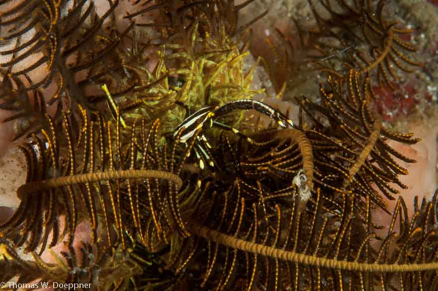 Crinoid Squat Lobster