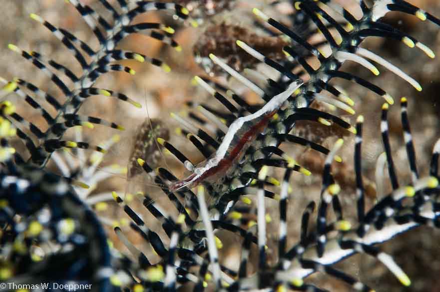 Twin-Stripe Crinoid Shrimp