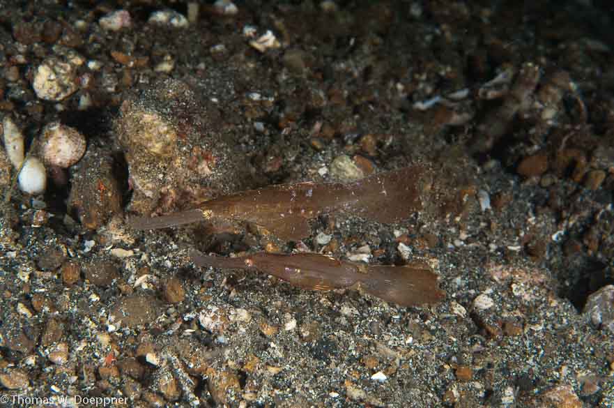 Robust Ghost Pipefish