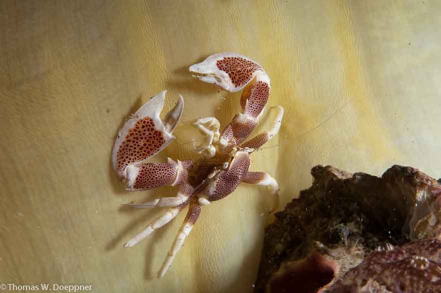 Spotted Porcelain Crab