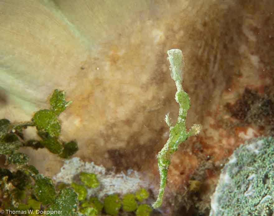 Roughsnout Ghost Pipefish
